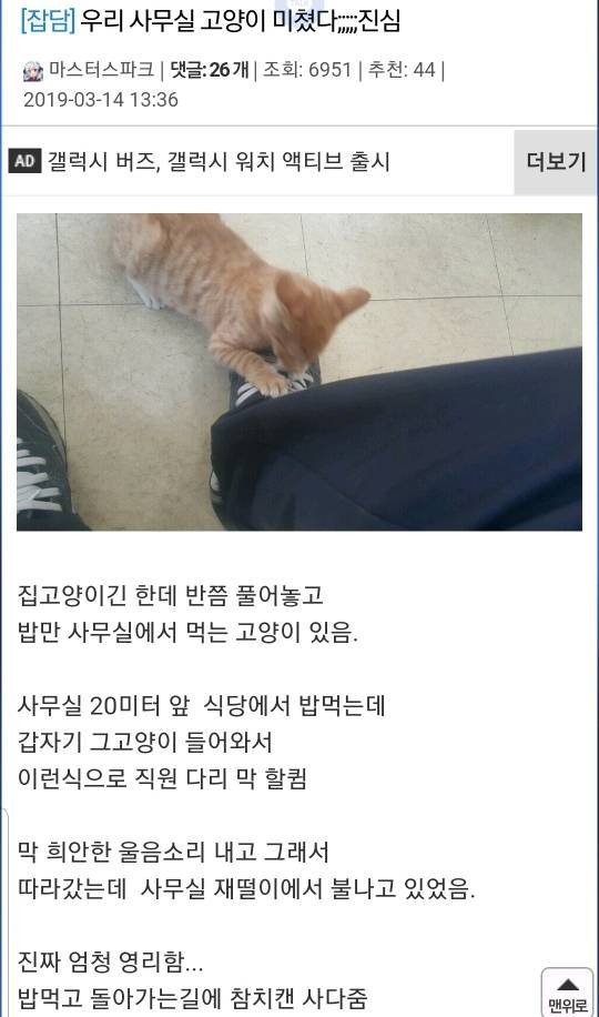 사무실을 구한 아기고양이.jpg