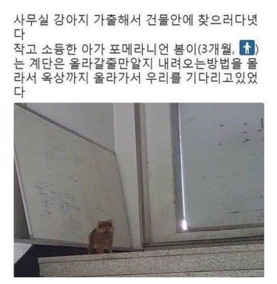 잃어버렸던 강아지를 한참만에 찾은 장소.jpeg
