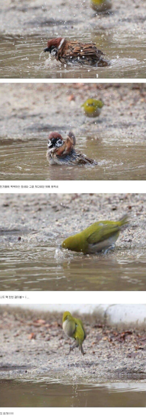 싱글벙글 목욕하는 참새를 따라 하고 싶었던 동박새.png