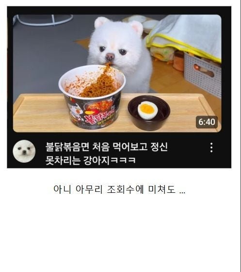 불닭볶음면 먹는 강아지.jpg