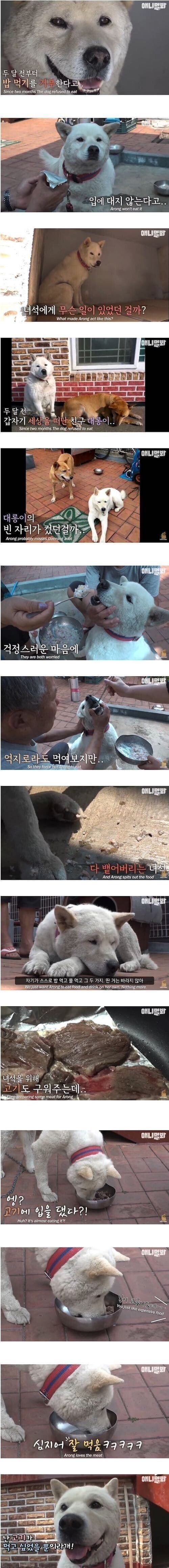 친구를 떠나보낸 후 금식하는 개.jpg