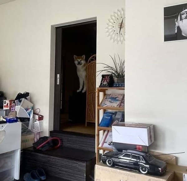 공중 부양한 줄 알았다는 강아지 모습.jpeg