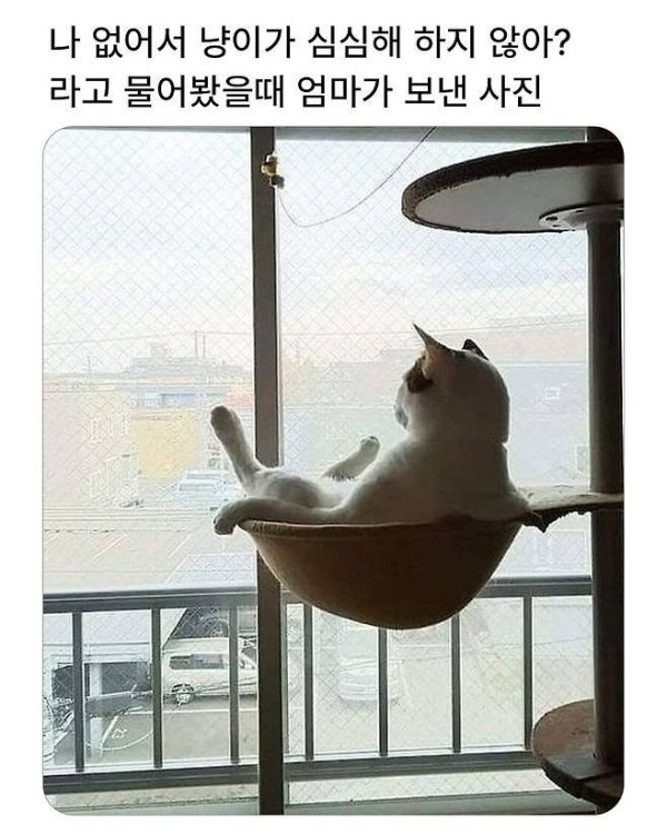 집사가 출근 한 후 고양이는.jpeg