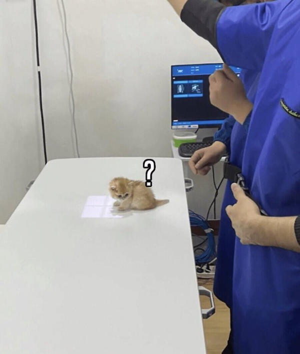 엑스레이 촬영준비중인 아기고양이.png