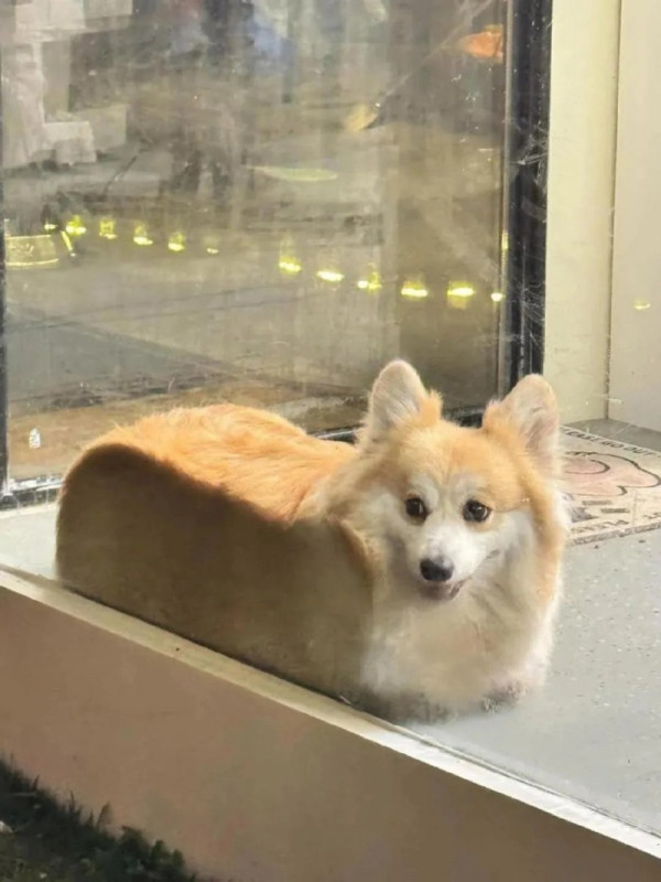 식빵 닮은 개.jpg