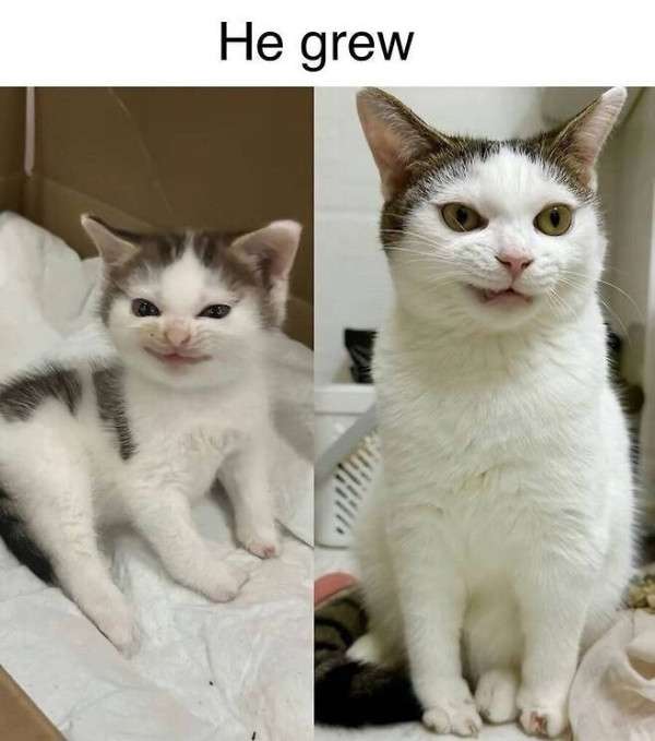 어릴때랑 똑같이 자란 고양이.jpeg
