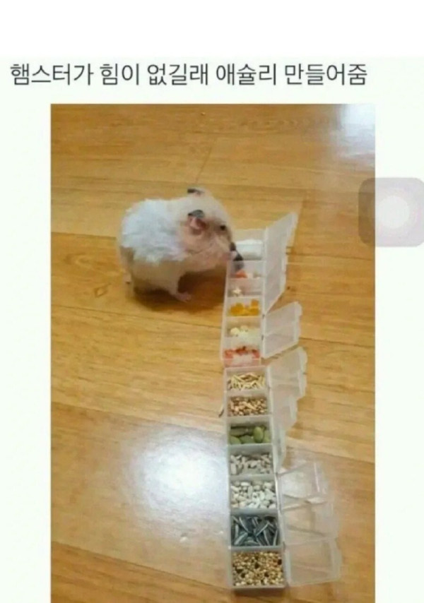 햄스터 전용 애슐리.jpg