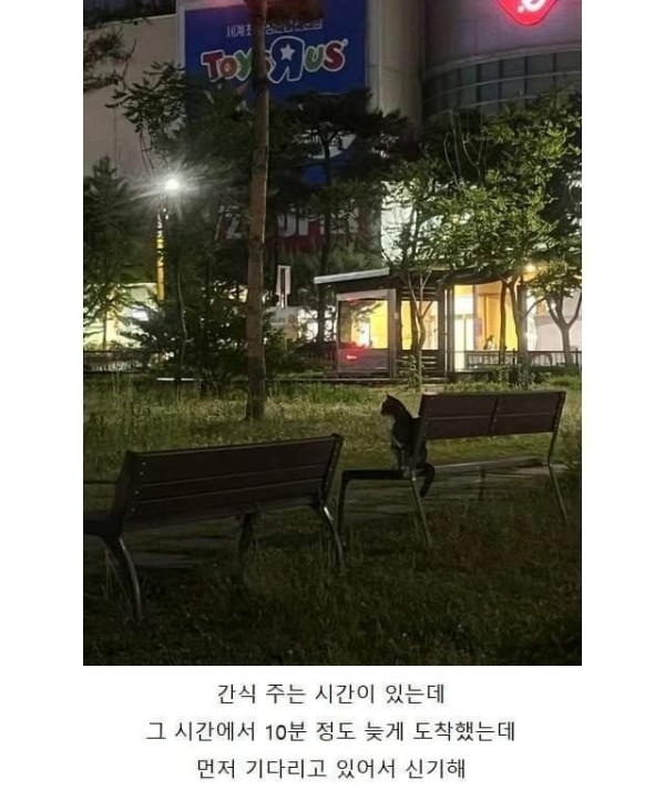 고양이랑 만나기로 했는데 얘네도 시간 개념 있어.jpeg