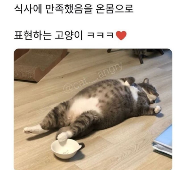 식사에 만족한 고양이.png