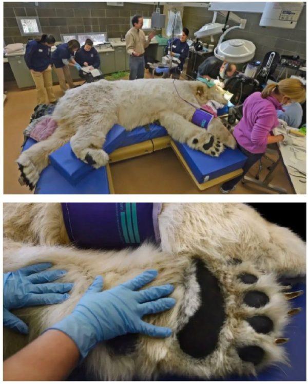 북극곰 실제 크기.png