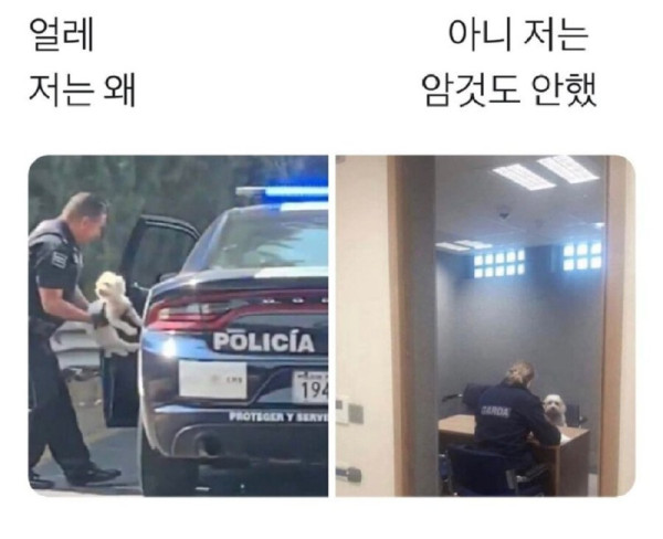 저는 왜 잡아 가나요.jpg