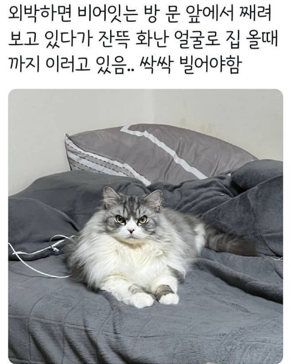 진짜 열받은 고양이 표정.jpg