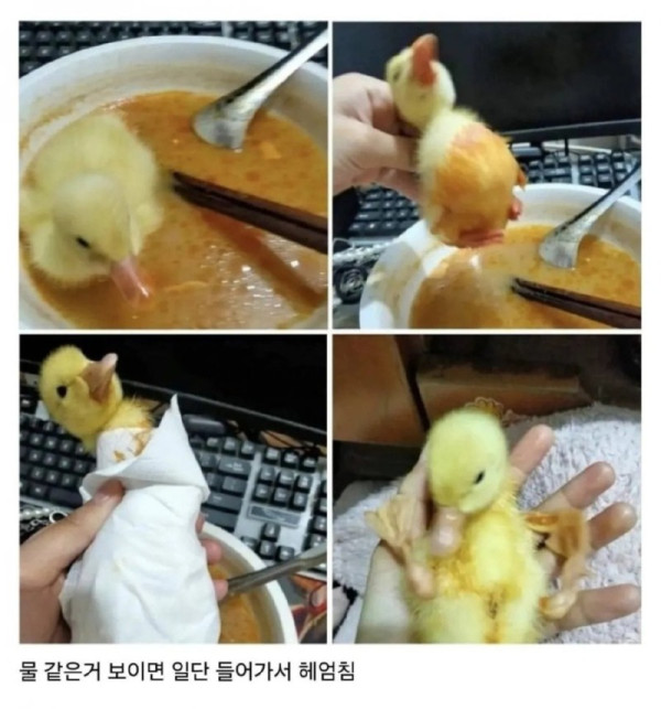 새끼오리 키울 때 주의할 점.jpg