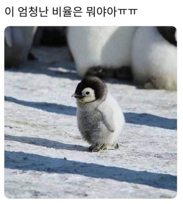 엄청난 비율의 새끼펭귄.jpeg