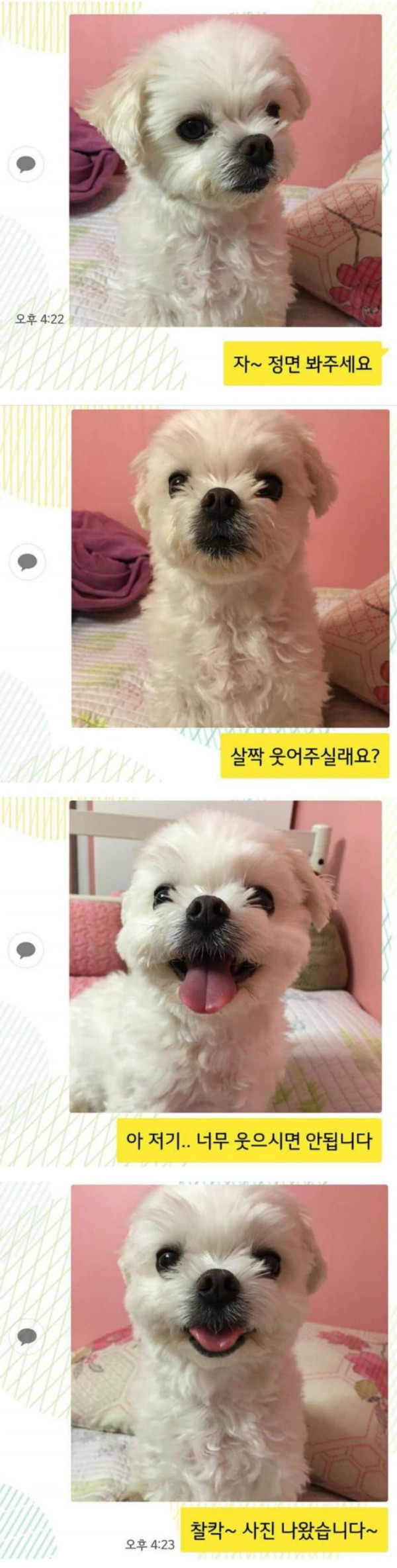 증명사진 찍는 댕댕이.jpg