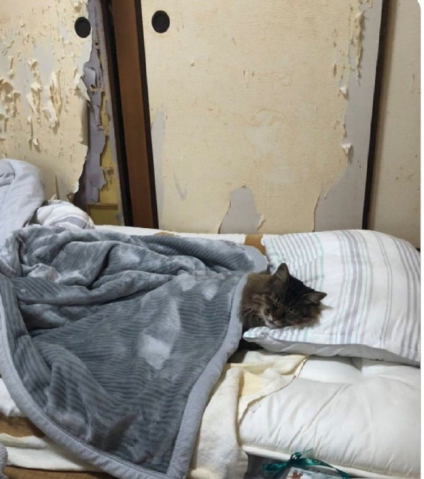 엄마한테 고양이 잘 있냐고 물었더니 사진 한 장 보내줌.jpg