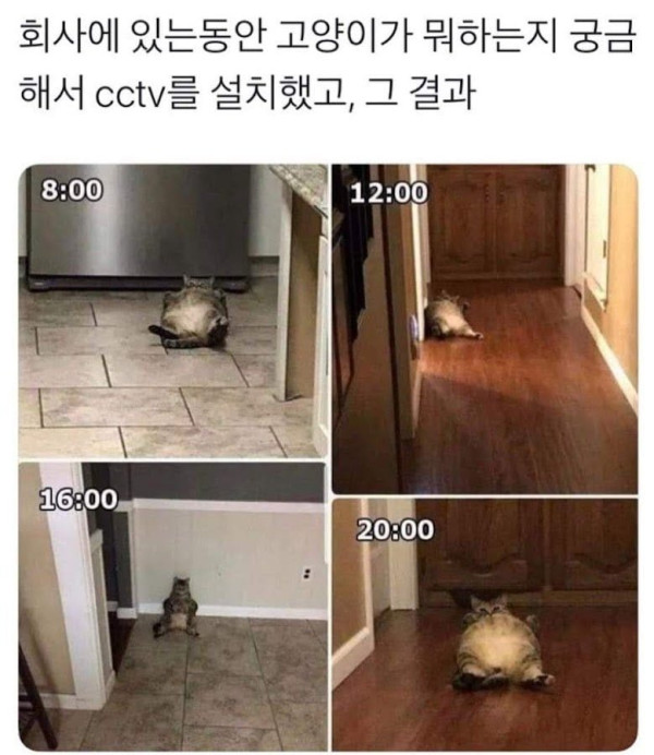 회사에 있는 동안 고양이가 뭐하는지 궁금해서 cctv를 설치했다.jpeg
