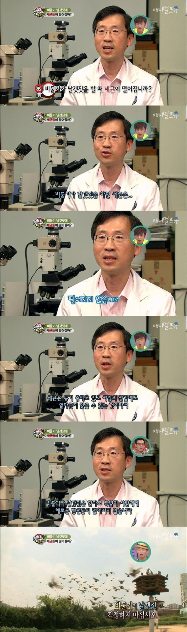 비둘기에 대한 오해와 진실.jpg