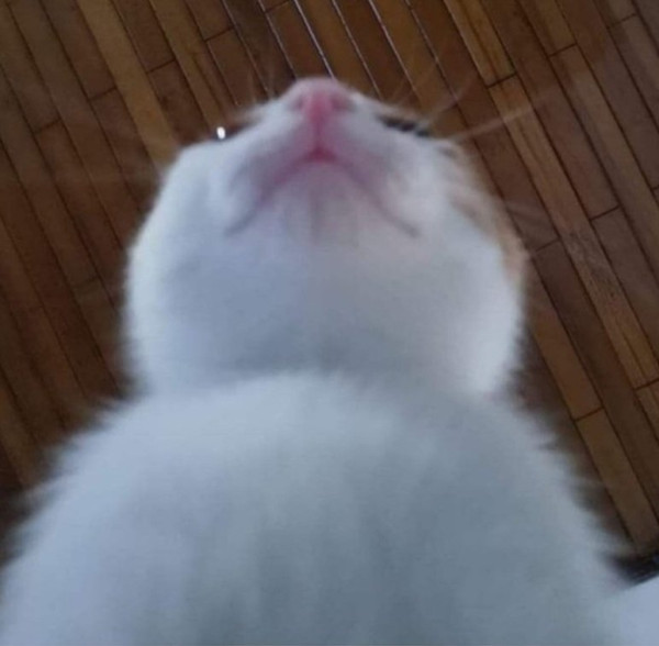고양이 사료시점.jpg