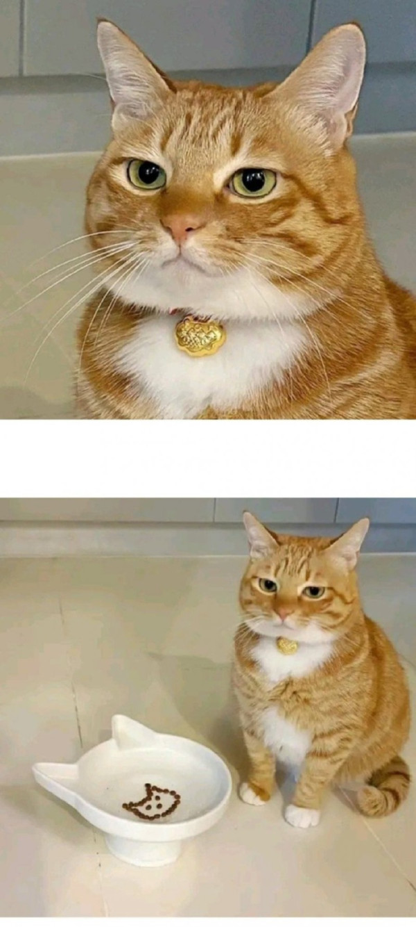사료보고 실망한 고양이.jpeg