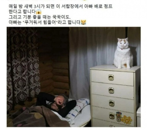 새벽 3시 고양이 루틴.jpeg