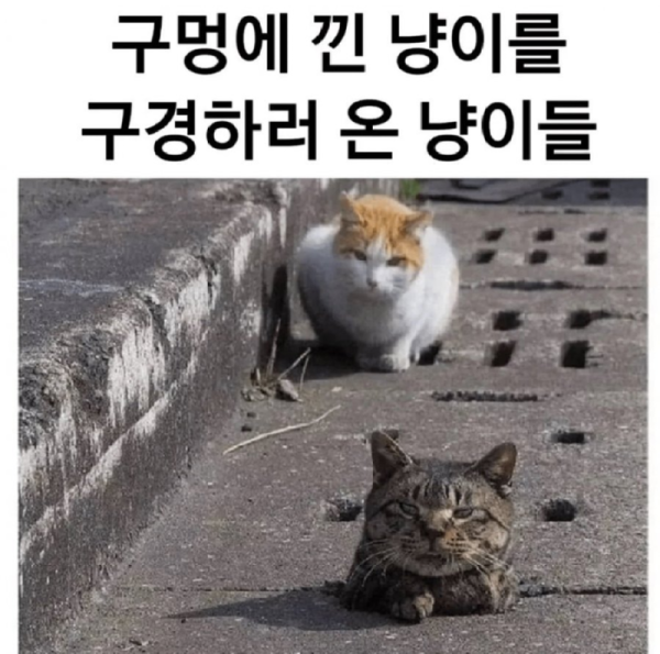 길냥이들의 찐친 인증.png