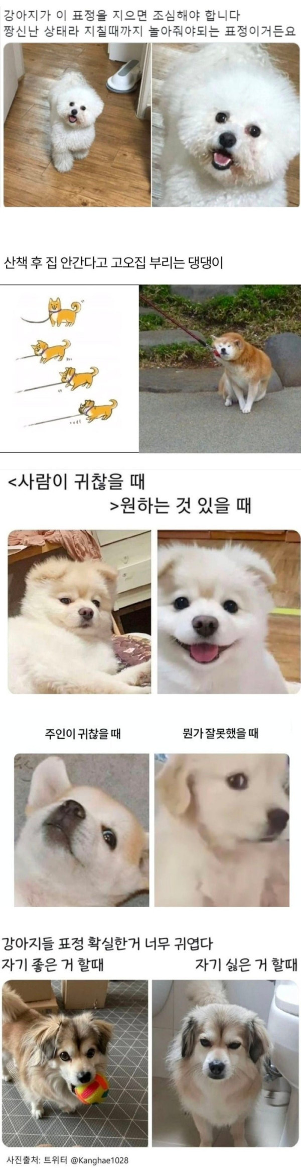 강아지가 이 표정을 지으면 조심해야 합니다.jpg