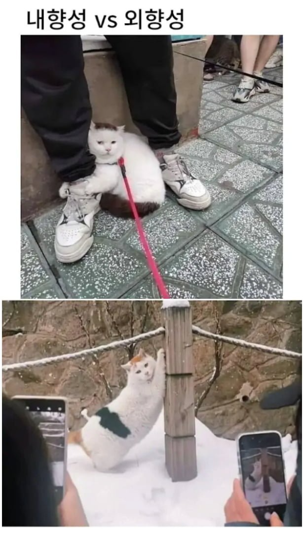내향성 vs 외향성.png
