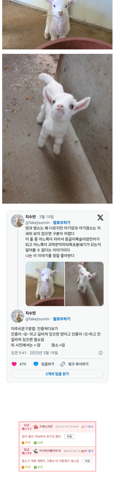 너네 아기양이랑 아기염소 구분해봐.png
