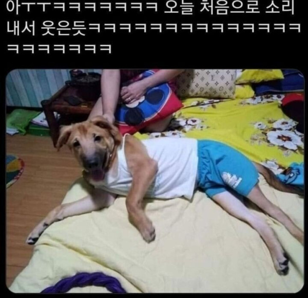 아빠가 우리집 개한테 내 옷 입힘.jpg