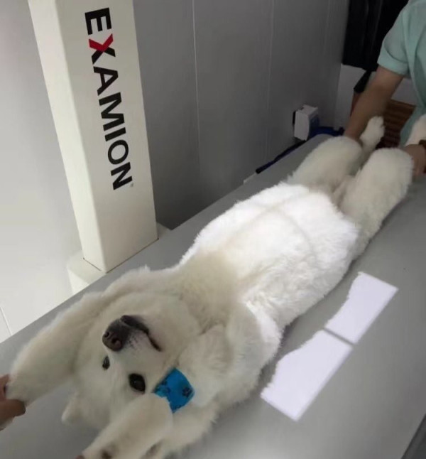 엑스레이 찍는 강아지.jpg