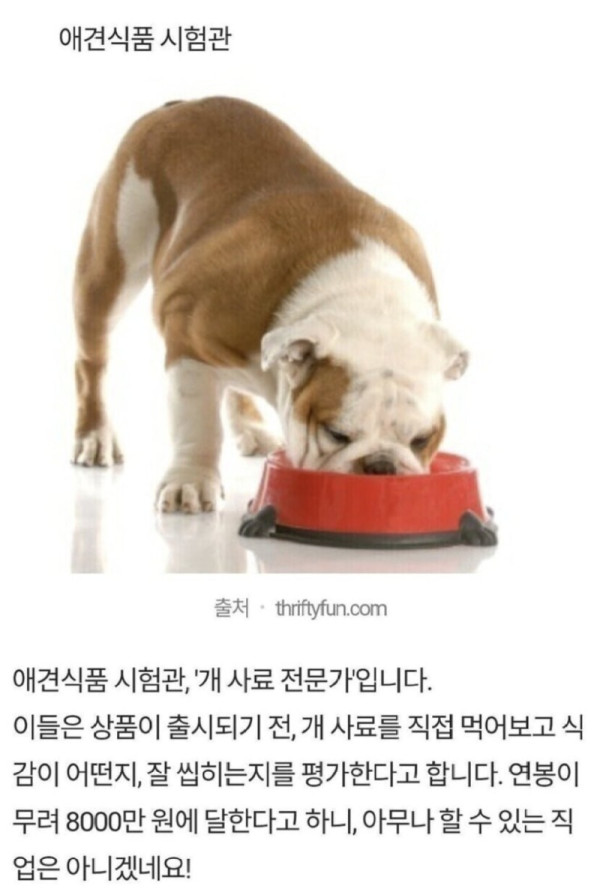 개 사료 먹으면 8천만원.jpg
