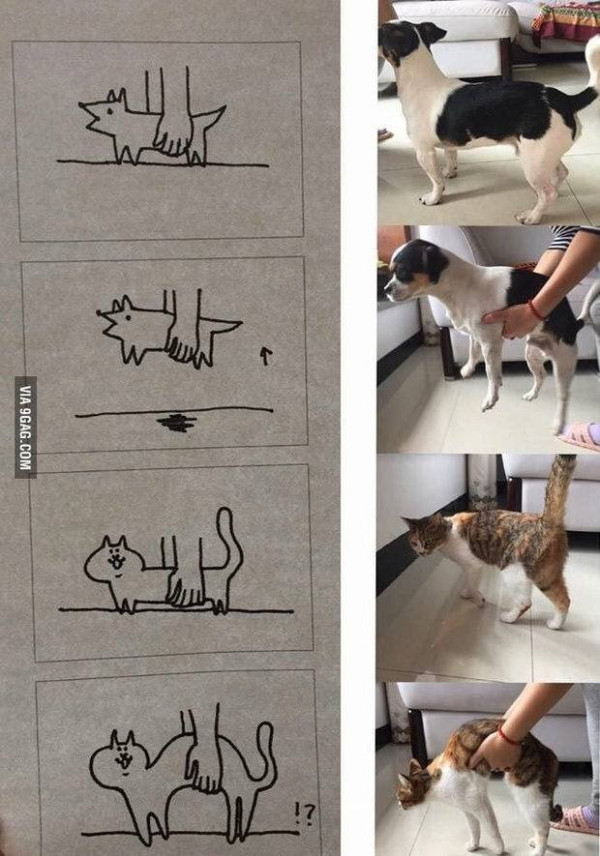 강아지와 고양이 안을 때 차이점.jpg