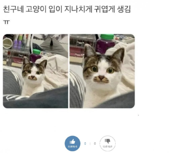 친구네 고양이 입이 지나치게 귀여움.png