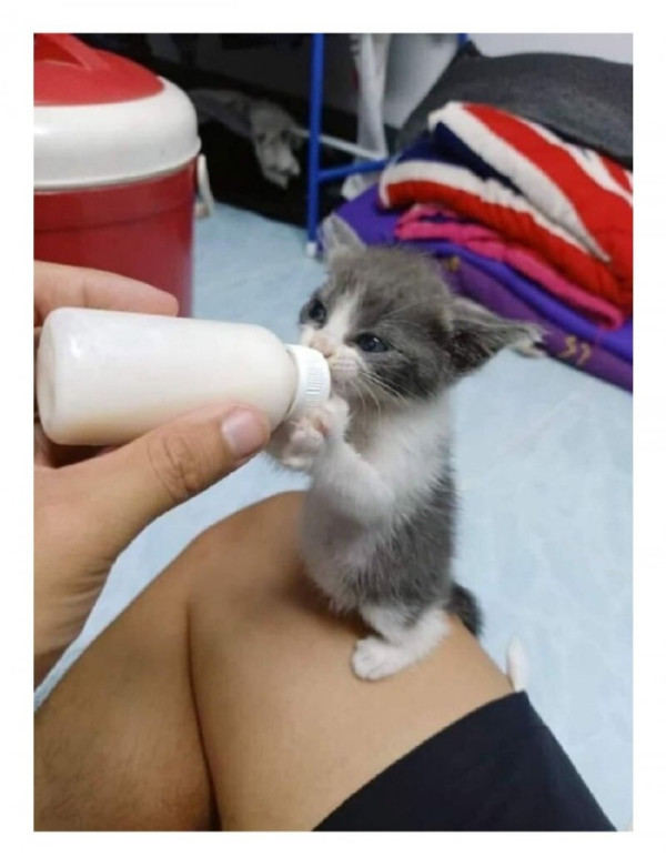 분유 다 먹은 아기 고양이.jpg