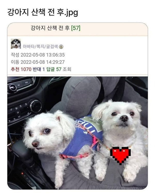 강아지 산책 전후.jpeg