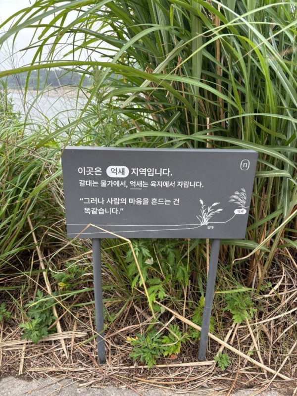 갈대와 억새의 차이.jpg