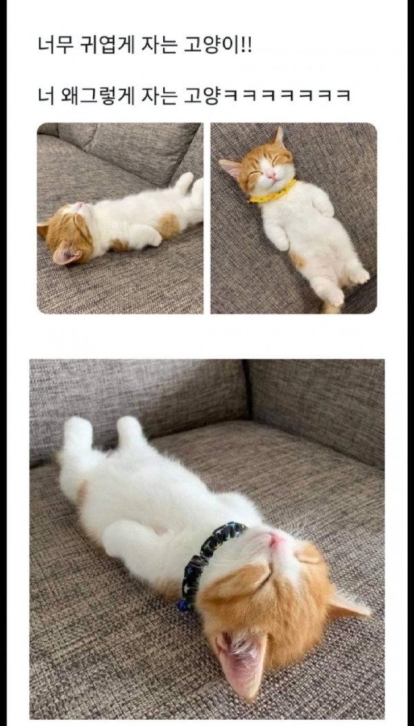 귀엽게 자는 고양이.jpg
