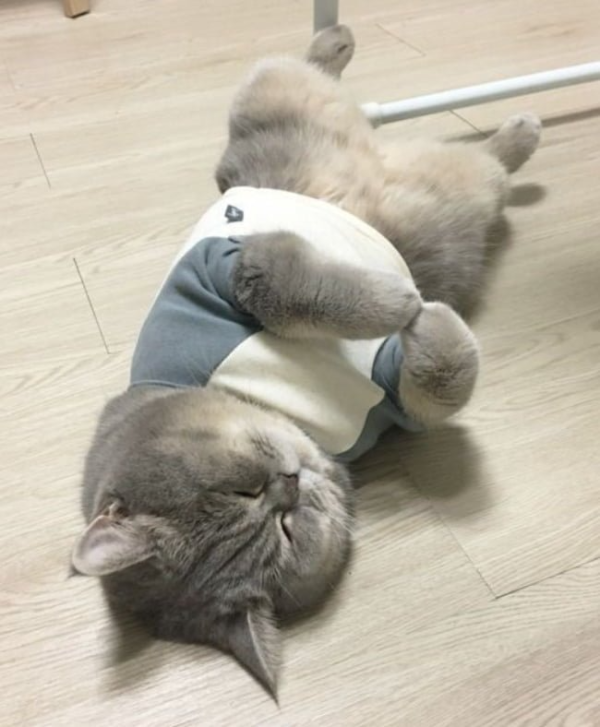 있쟈냥.png