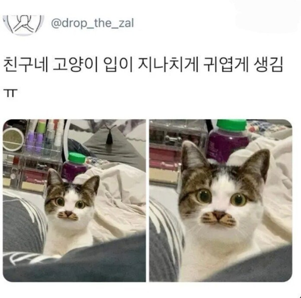 친구네 고양이 입이 지나치게 귀여움.jpg
